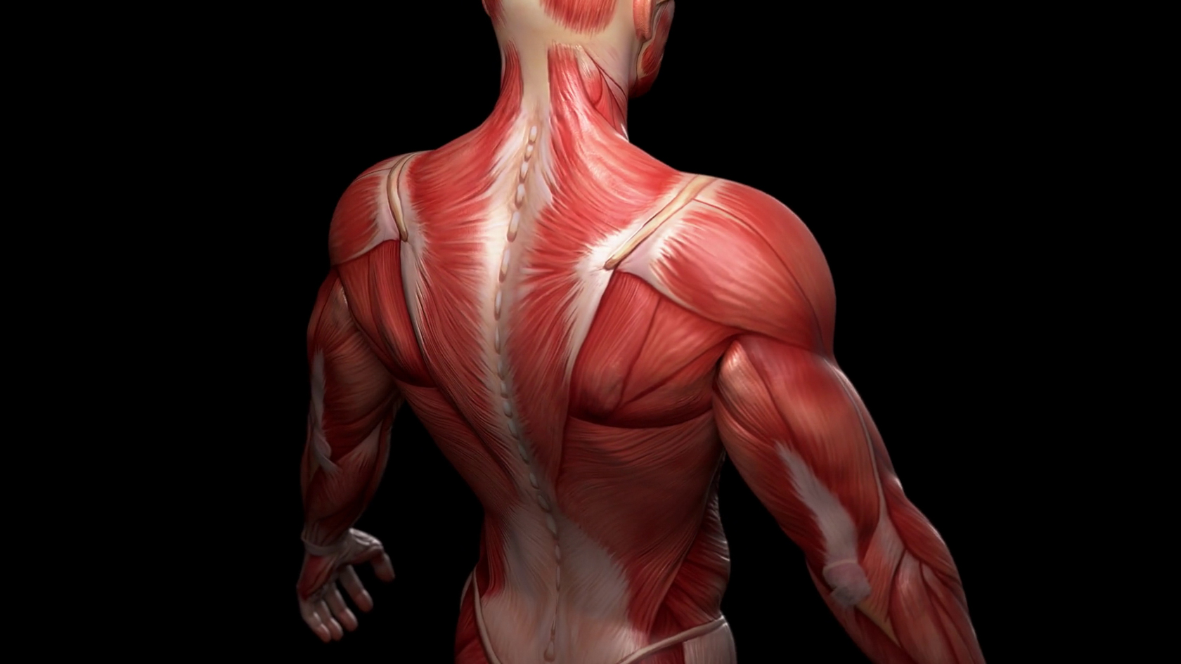мышцы спины 