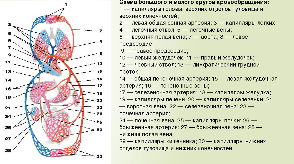 Кровеносная система человека доставляет лекарственные впр. Схема малого круга кровообращения анатомия. Схема большого круга кровообращения у человека анатомия. Сосуды малого круга кровообращения схема. Малый круг кровообращения схема сосудов.